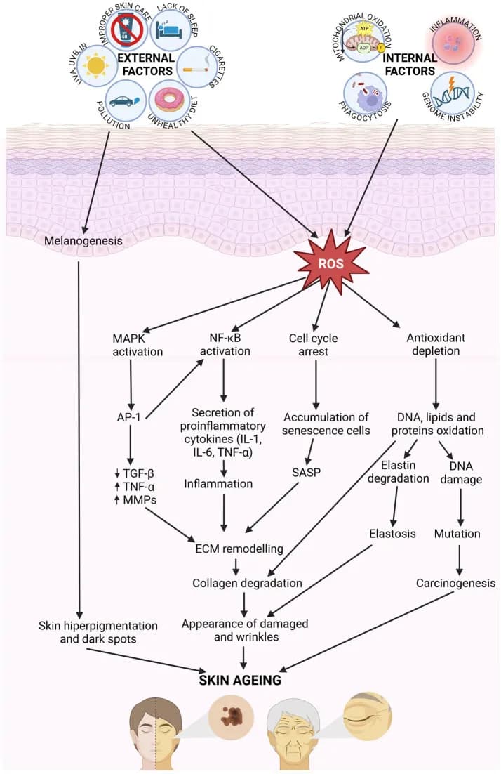 bio age.webp